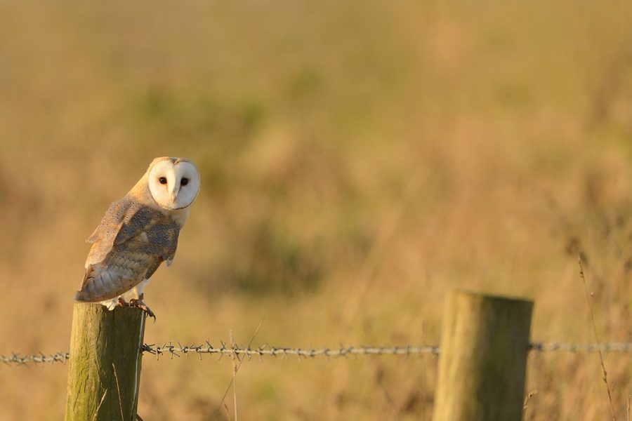 Dusk Guided Walk at RSPB Ham Wall