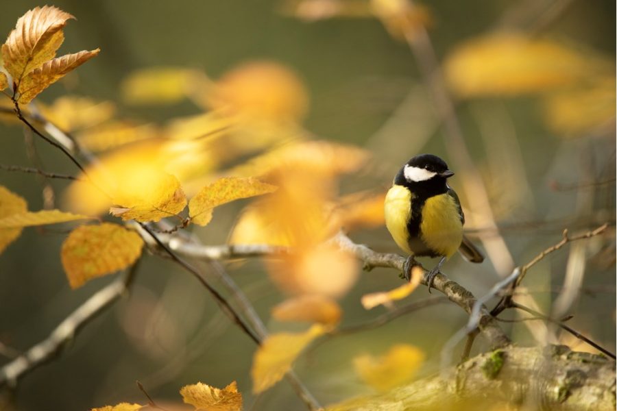 Bird Watching for Beginners – Guided Walk at RSPB Ham Wall