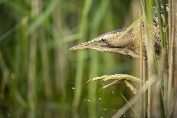 Booming Bitterns Guided Walk at RSPB Ham Wall