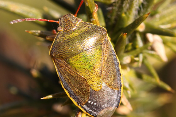 Bloomin’ Brilliant BioBlitz