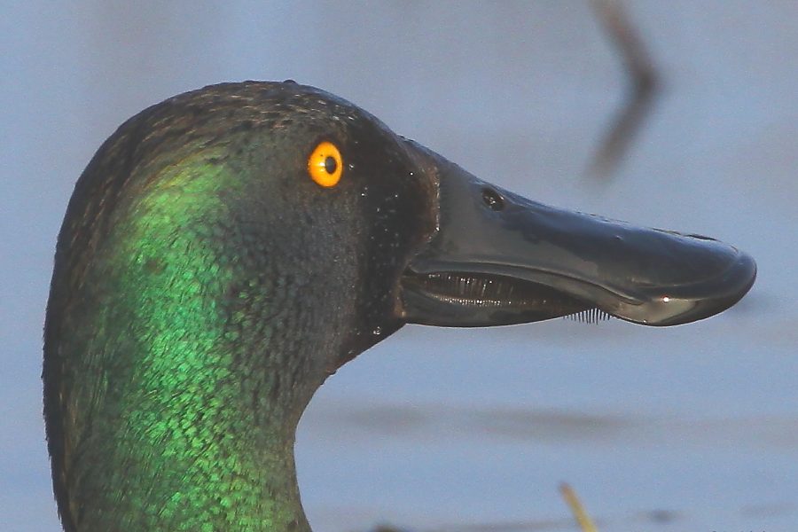 What the Duck? and other Winter Wildlife Guided Walk at RSPB Ham Wall