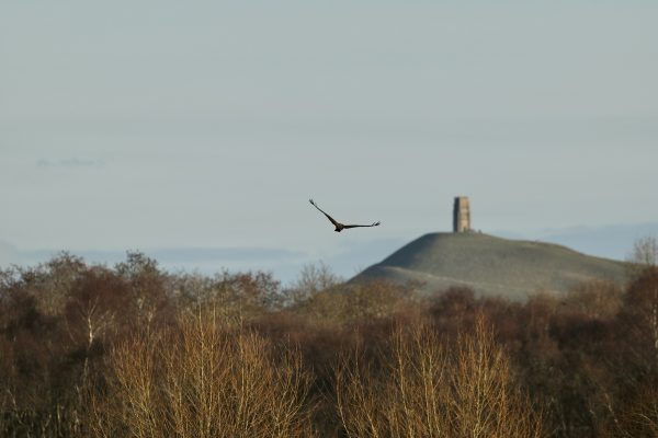 Introduction to RSPB Ham Wall – Guided Walk