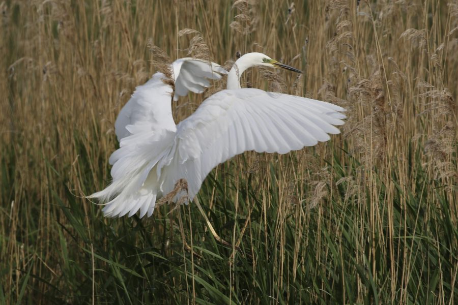 Intermediates Bird Watching – Guided Walk at RSPB Ham Wall