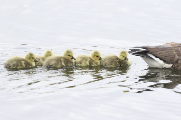 Saunter into Spring – Guided Walk at RSPB Ham Wall