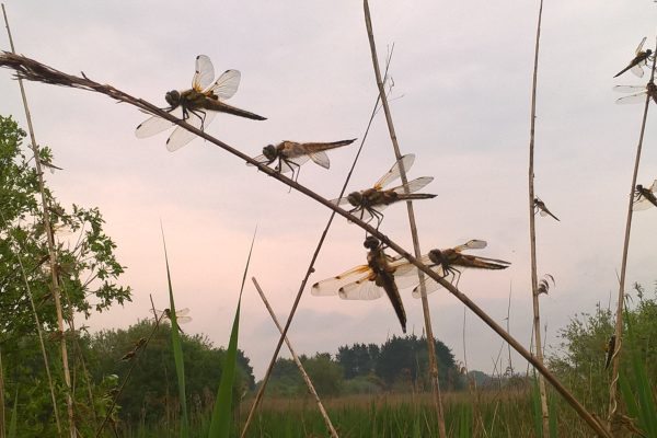 Dawn Four-spotted Chaser Dragonfly Roost Guided Walk at RSPB Ham Wall