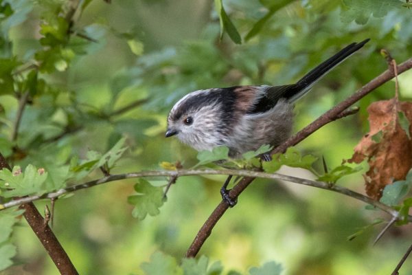 Stride into Summer – Guided Walk at RSPB Ham Wall