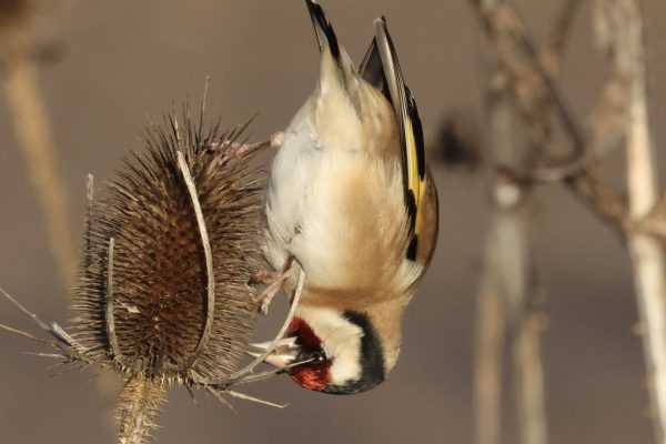 Wander into Winter – Guided Walk at RSPB Ham Wall