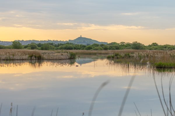 RSPB Ham Wall: A History – Guided Walk
